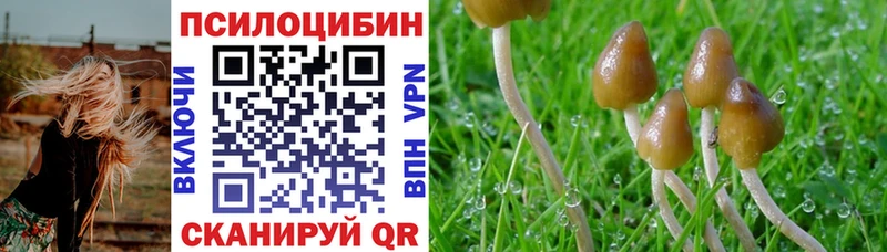 дарнет шоп  Таштагол  Псилоцибиновые грибы Cubensis 